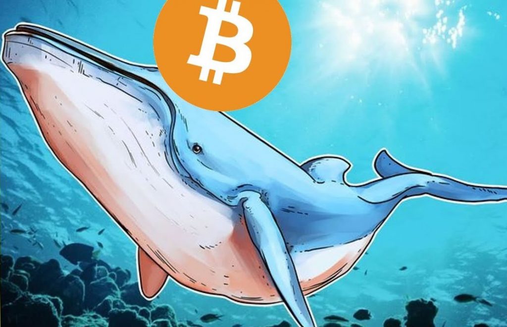 whales in crypto