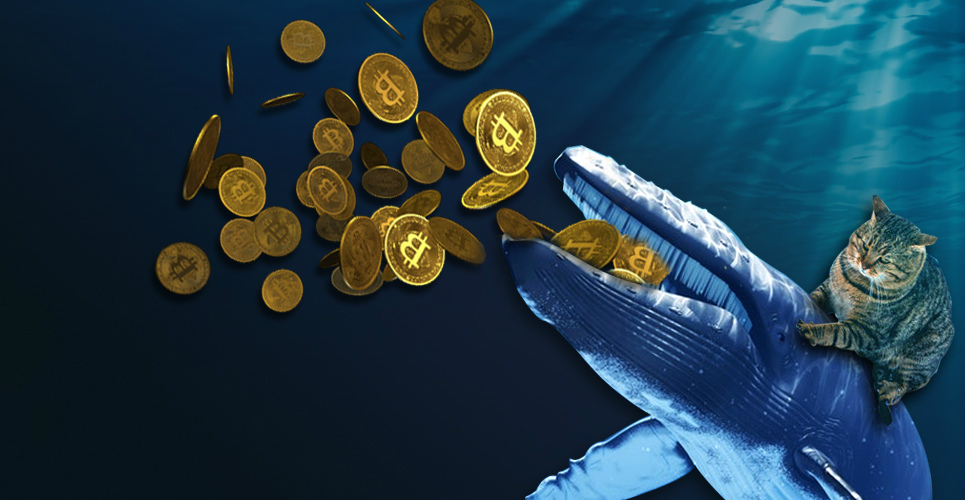 how to spot crypto currency whales